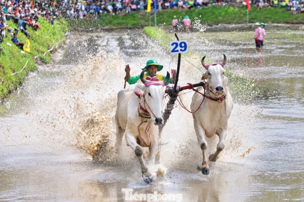 Hàng chục nghìn người chen chân xem đua bò ở Bảy Núi