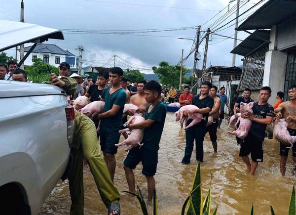Hàng chục người 'giải cứu' đàn lợn ra khỏi dòng nước lũ