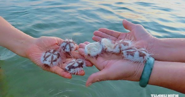 Hàng ngàn con cầu gai cát dạt vào biển Nha Trang, giẫm phải có nguy hiểm?