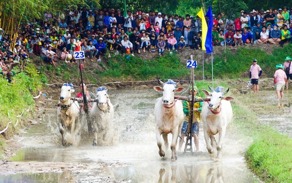 Hàng ngàn người về xem hội đua bò truyền thống chùa Rô ở An Giang