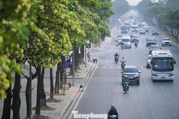 Hàng nghìn cây hoa sữa nở dày đặc trên các tuyến phố phía Tây Hà Nội