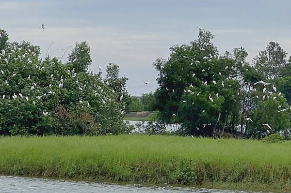 Hàng nghìn con cò trắng bay rợp cánh đồng ở Nghệ An