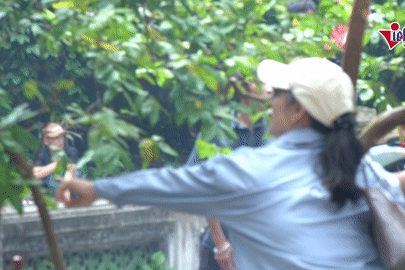 Hàng nghìn người ghé thăm ‘cây ổi cười’ ở lễ hội Lam Kinh