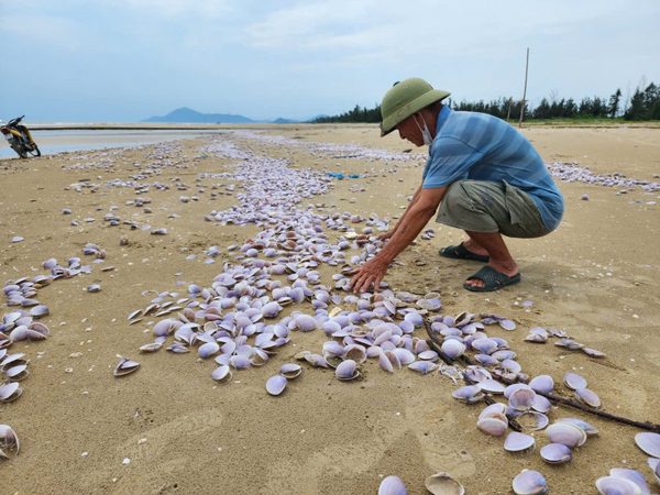 Hàng tấn ngao tím chết dạt vào bờ biển Hà Tĩnh