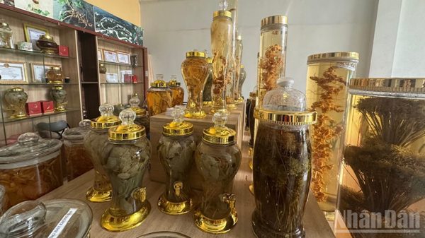 “Hàng trưng bày không bán” ở vùng sâm Ngọc Linh