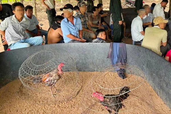 Hành trình phá sới đá gà, bắt 40 người giữa vườn cao su ở Tây Ninh