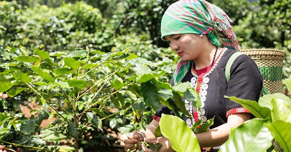 Hạt cà phê có 'căn cước', mang hương vị hòa bình