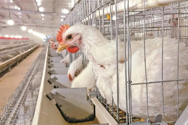 Hé lộ bí mật đằng sau loại gà Trung Quốc 35-45 ngày đạt 2,5kg, giá ‘rẻ như cho’