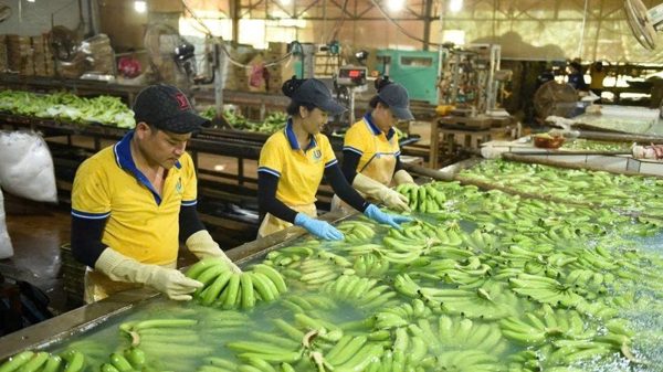 Hệ sinh thái nông nghiệp xanh trên đất cao-su