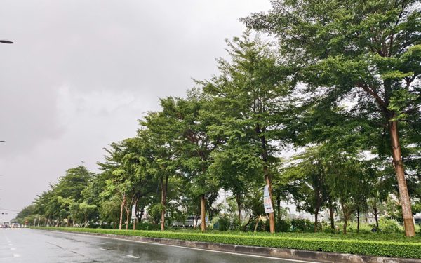 Hệ thống cây xanh Công Minh trúng bao nhiêu gói thầu ở Cần Thơ, Hậu Giang, Sóc Trăng?