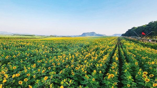 Hẹn nhau giữa đồi hoa mặt trời