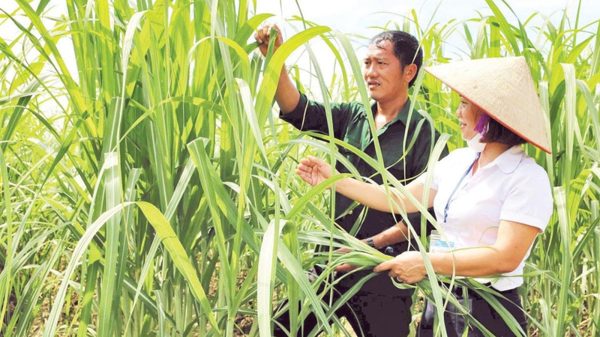 Hình thành chuỗi cung ứng xuất khẩu mía