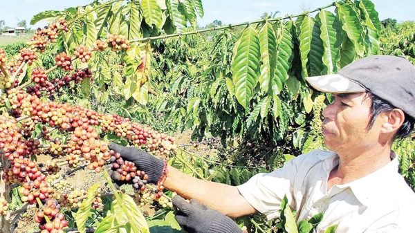 'Hộ chiếu xanh' để cà-phê Việt vươn xa