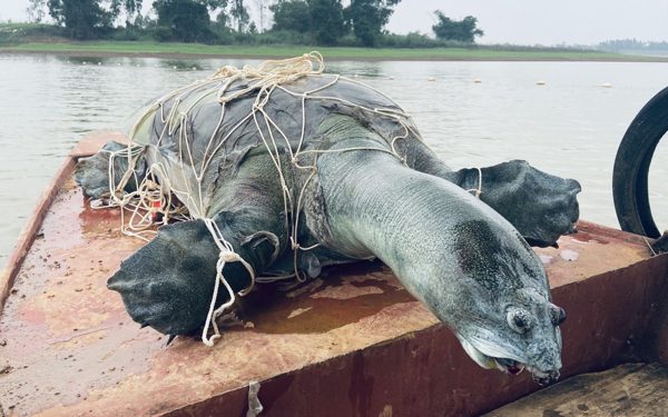 Hồ Đồng Mô còn rùa Hoàn Kiếm?