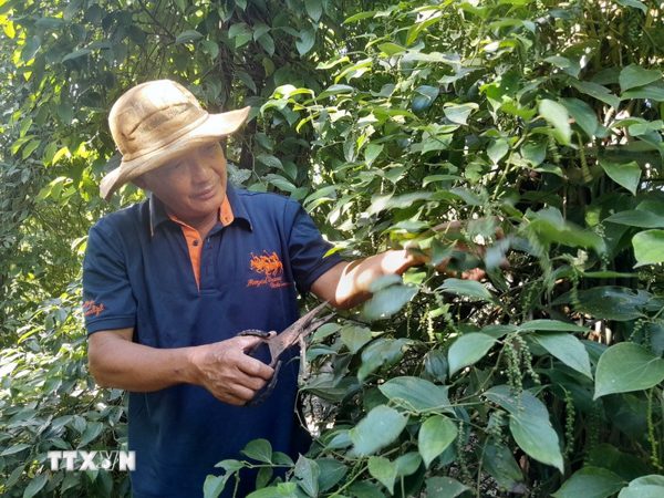 Hồ tiêu, quế dịch chuyển cơ cấu thị trường xuất khẩu trong 8 tháng năm 2026