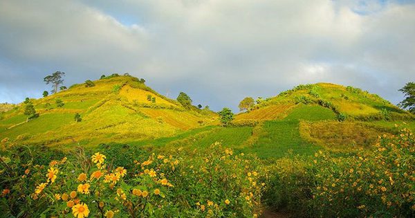Hoa dã quỳ nở rộ, Gia Lai vào mùa lễ hội ở Chư Đăng Ya huyền thoại