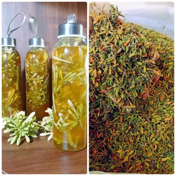 Hoa đu đủ đực ngâm mật ong có tác dụng gì?