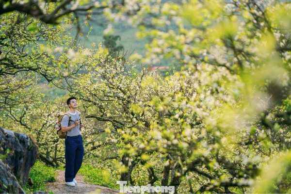 Hoa mận nở sớm giữa trời thu Mộc Châu