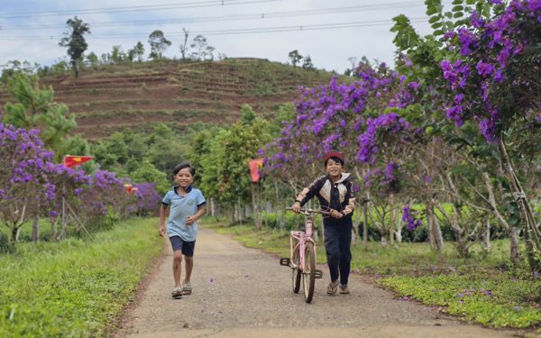 Hoa mua nở tím rực trên đồi chè Quảng Ngãi