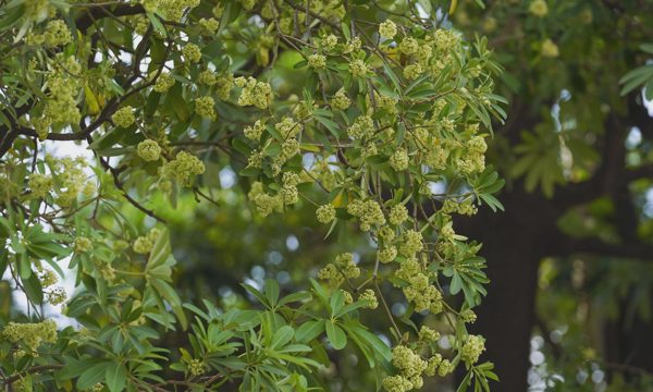 Hoa sữa đi vào âm nhạc như thế nào