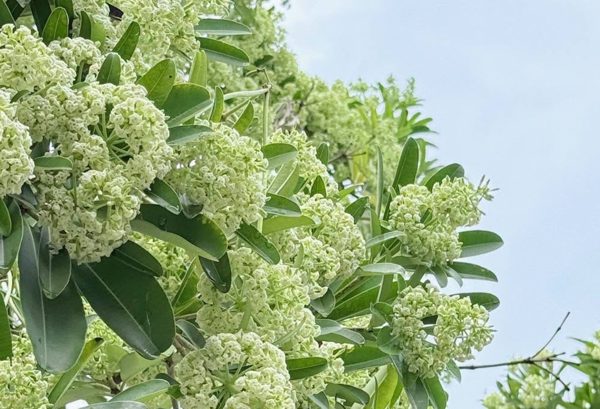 Hoa sữa gây dị ứng, khó thở: Nhóm người nào cần tránh xa?