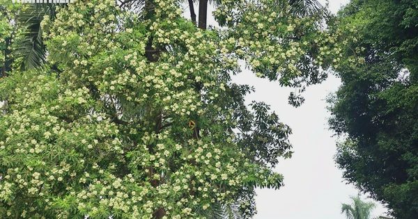 Hoa sữa Hà Nội: Giữ nét riêng, trồng đúng chỗ