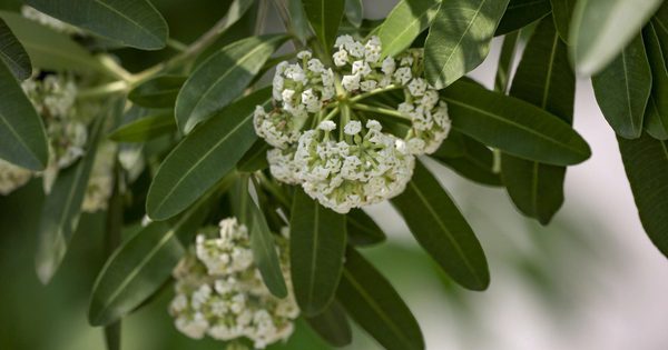 Hoa sữa Hà Nội: Từ miền nhớ thương đến nỗi niềm đô thị