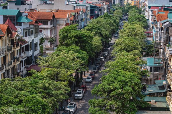 Hoa sữa nở rộ khắp phố phường Hà Nội