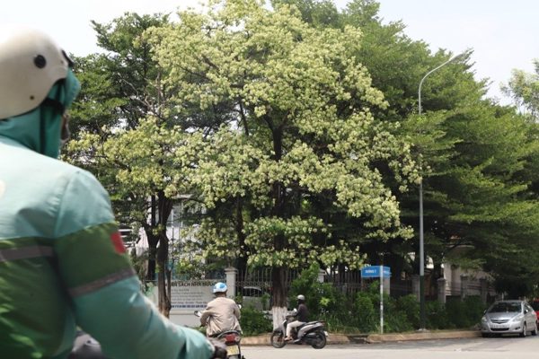 Hoa sữa nở rộ ở TPHCM, người thích thú kẻ ngán ngẩm than trời