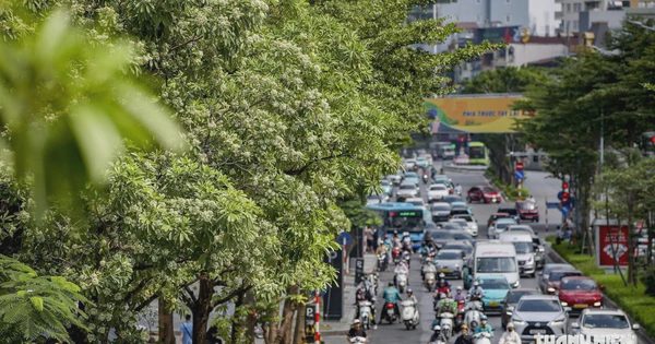 'Hoa sữa thôi rơi...', lòng người vẫn nhớ