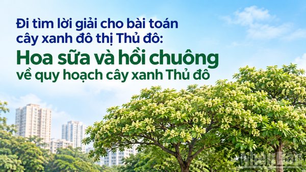 Hoa sữa và hồi chuông về quy hoạch cây xanh Thủ đô