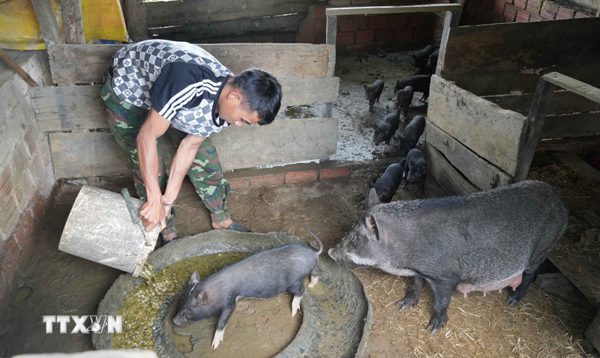 Học và làm theo Bác: Đảng viên vùng khó tiên phong trong phát triển kinh tế