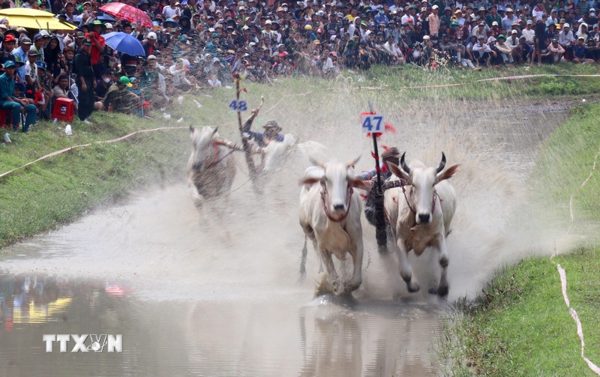 Hội đua bò Bảy Núi lan tỏa giá trị văn hóa của đồng bào Khmer Nam Bộ