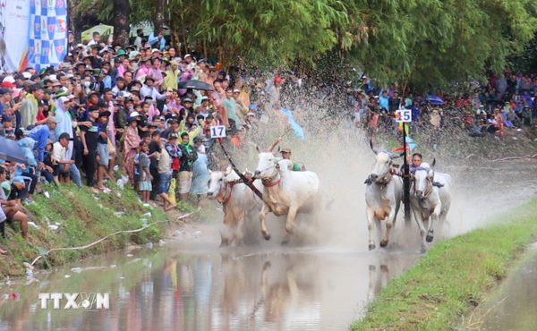 Hội đua bò Chùa Rô - tiếp nối nét đẹp của văn hóa Khmer vùng Bảy Núi