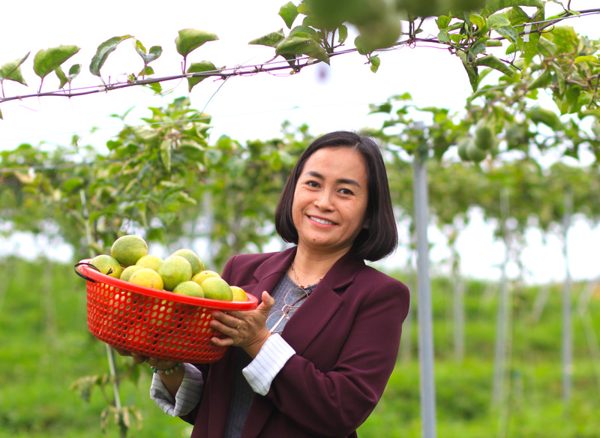 Hồi sinh vùng đất đỏ bằng giống chanh leo sạch ngọt thơm