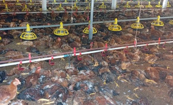 Hơn 1 tỷ đồng 'bốc hơi' sau sự cố chập điện tại trang trại gà