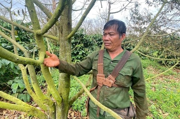 Hơn 12ha sầu riêng bỗng nhiên 'chết đứng', nhiều hộ dân mất tiền tỷ