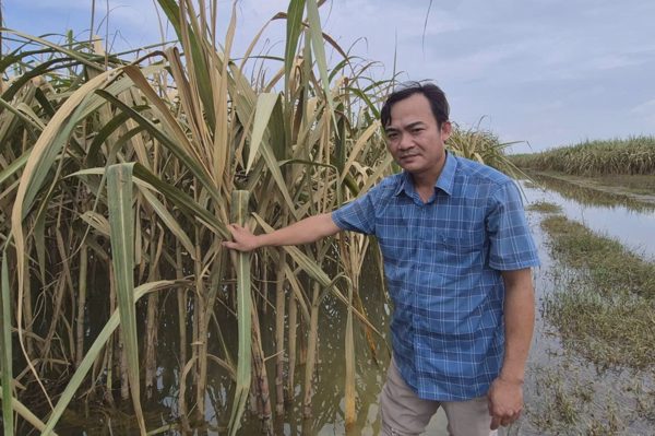 Hơn 160ha mía chìm trong lũ, nông dân thấp thỏm từng ngày