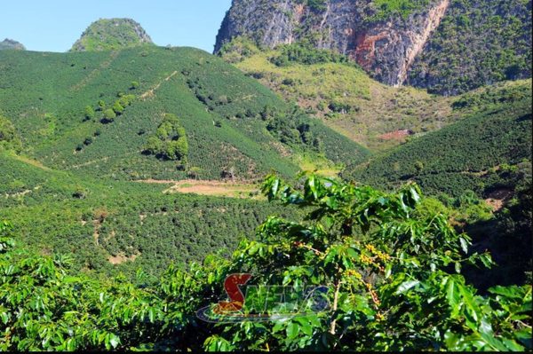 Hơn 300 vận động viên tham gia Giải Marathon “Arabica” tỉnh Sơn La năm 2026