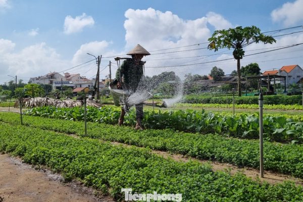Hơn 400 năm người Trà Quế giữ đất lành trồng rau sạch