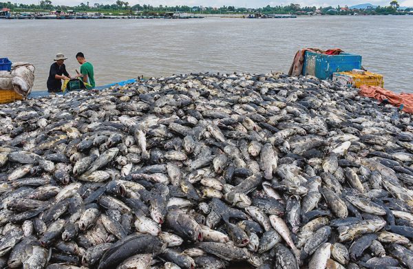 Hơn 50 tấn cá mú chết sau mưa lũ