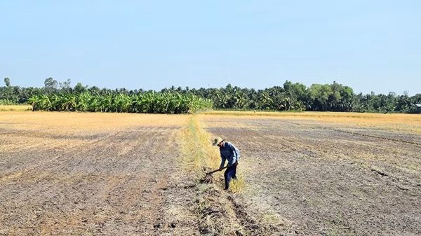 Hơn 500 nghìn ha cây trồng có nguy cơ bị ảnh hưởng bởi hạn hán, xâm nhập mặn