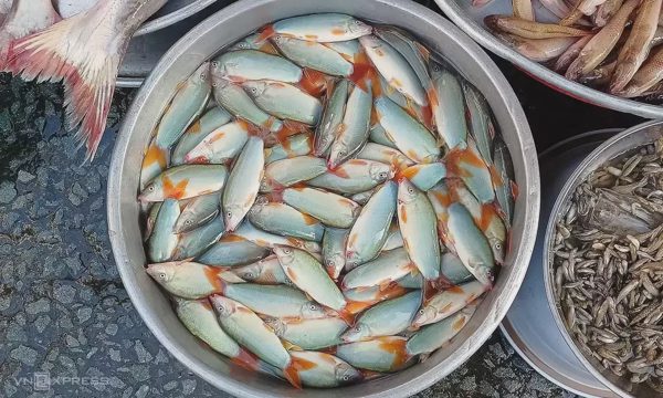 Hơn 600.000 đồng một kg cá heo nước ngọt