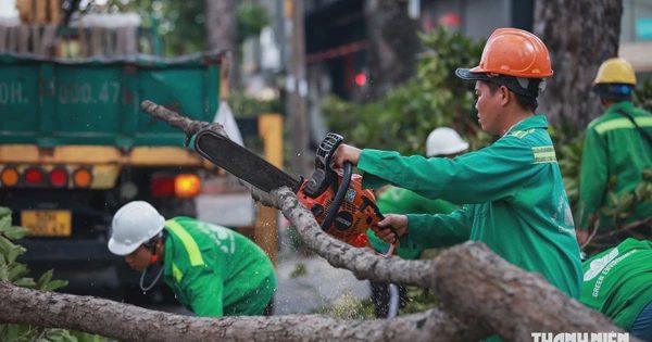 Hơn 8.000 cây cổ thụ ở TP.HCM được 'khám sức khỏe' trong mùa mưa thế nào?