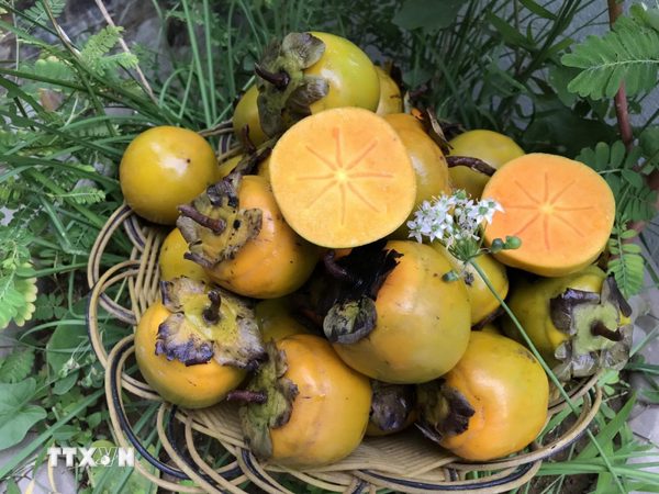 Hồng vành khuyên - loại trái cây mùa Thu xinh đẹp đang níu chân du khách