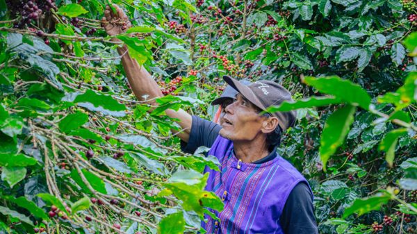 Hợp tác thúc đẩy thực hành môi trường, xã hội và quản trị trong ngành cà-phê