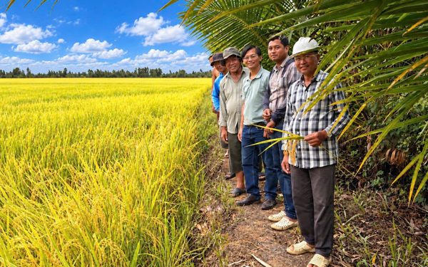 Hợp tác trồng lúa theo chuẩn Global GAP, tăng lợi nhuận cho nông dân