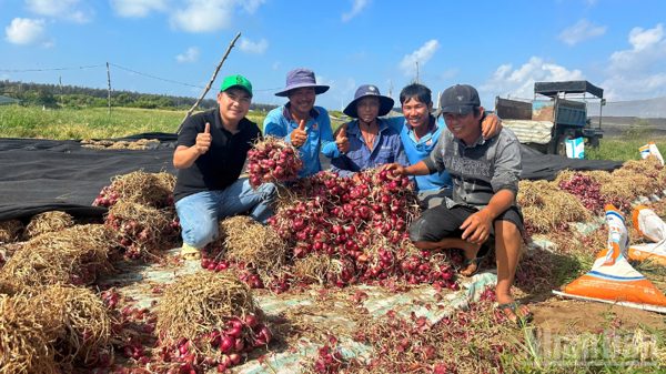 Hợp tác xã mở lối ra cho hành tím vùng đồng bào dân tộc Khmer