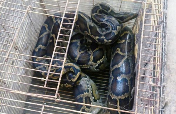 Huế tìm chủ nhân con trăn đất nặng 10kg đi lạc