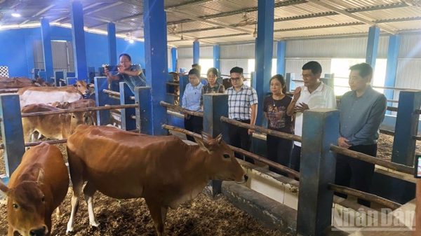 Huế xây dựng các mô hình chăn nuôi an toàn, tuần hoàn